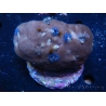 WYSIWYG Porites with Christmas Tree Worms 4 (9 cm)
