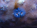WYSIWYG Porites with Christmas Tree Worms 4 (9 cm)