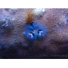 WYSIWYG Porites with Christmas Tree Worms 4 (9 cm)