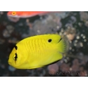 WYSIWYG Apolemichthys xanthopunctatus Adulte élevage Bali aquarich