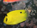 WYSIWYG Apolemichthys xanthopunctatus Adulte élevage Bali aquarich