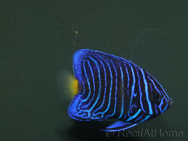 wysiwyg Pomacanthus asfur 1 proaquatix
