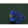wysiwyg Pomacanthus asfur 1 proaquatix