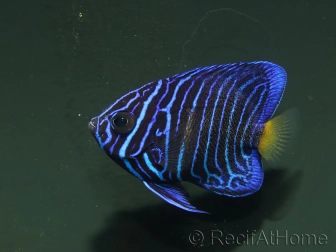wysiwyg Pomacanthus asfur 1 proaquatix