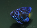 wysiwyg Pomacanthus asfur 1 proaquatix