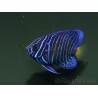 wysiwyg Pomacanthus asfur 1 proaquatix