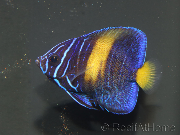 wysiwyg Pomacanthus asfur 2 proaquatix