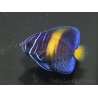 wysiwyg Pomacanthus asfur 2 proaquatix