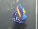 wysiwyg Pomacanthus asfur 2 proaquatix