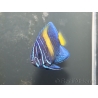 wysiwyg Pomacanthus asfur 2 proaquatix