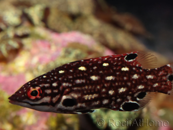 Bodianus diana