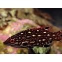 Bodianus diana