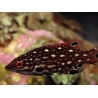 Bodianus diana