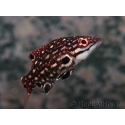 Bodianus diana