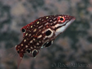 Bodianus diana
