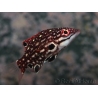 Bodianus diana