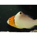 Cetoscarus bicolor 8-10 cm