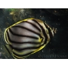 Chaetodon meyeri