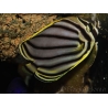 Chaetodon meyeri