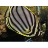 Chaetodon meyeri