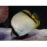 Chaetodon vagabundus