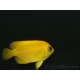 Centropyge flavissima WYSIWYG2 élevage Bali aquarich 4-6 cm