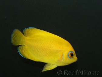 Centropyge flavissima WYSIWYG2 élevage Bali aquarich 4-6 cm