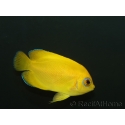 Centropyge flavissima WYSIWYG2 élevage Bali aquarich 4-6 cm