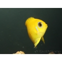 Centropyge flavissima WYSIWYG1 élevage Bali aquarich 2-3 cm