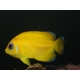 Centropyge flavissima WYSIWYG1 élevage Bali aquarich 2-3 cm