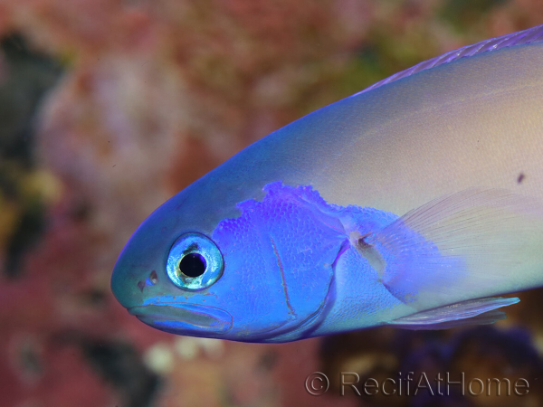 WYSIWYG Hoplolatilus luteus