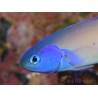 WYSIWYG Hoplolatilus luteus