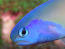 WYSIWYG Hoplolatilus luteus