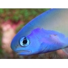 WYSIWYG Hoplolatilus luteus