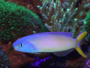 WYSIWYG Hoplolatilus luteus