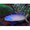 WYSIWYG Hoplolatilus luteus
