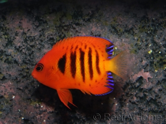 Centropyge loricula 6-8 cm