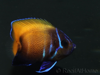 Pomacanthus navarchus 3 cm élevage Bali aquarich