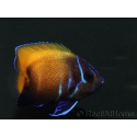 Pomacanthus navarchus 3 cm élevage Bali aquarich