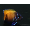 Pomacanthus navarchus 3 cm élevage Bali aquarich