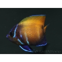 Pomacanthus navarchus 3 cm élevage Bali aquarich