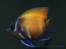 Pomacanthus navarchus 3 cm élevage Bali aquarich
