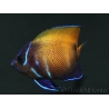 Pomacanthus navarchus 3 cm élevage Bali aquarich