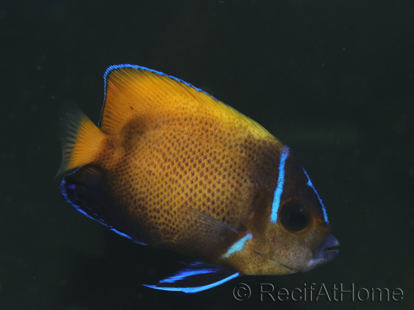 WYSIWYG2 Pomacanthus navarchus 3 cm élevage Bali aquarich