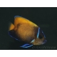 WYSIWYG2 Pomacanthus navarchus 3 cm élevage Bali aquarich