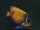 WYSIWYG2 Pomacanthus navarchus 3 cm élevage Bali aquarich