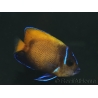 WYSIWYG2 Pomacanthus navarchus 3 cm élevage Bali aquarich