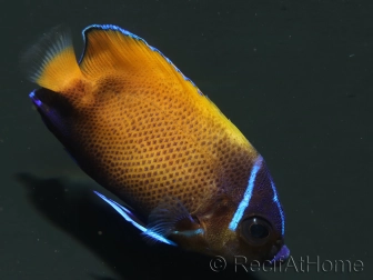 WYSIWYG2 Pomacanthus navarchus 3 cm élevage Bali aquarich