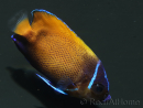 WYSIWYG2 Pomacanthus navarchus 3 cm élevage Bali aquarich