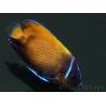 WYSIWYG2 Pomacanthus navarchus 3 cm élevage Bali aquarich